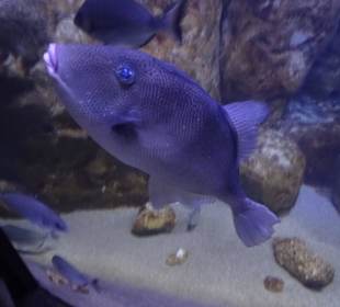 Im Aquarium unterwegs