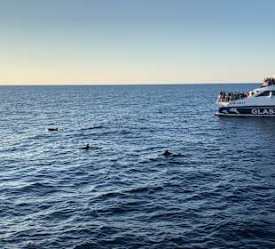 Delfin Tour Alcudia