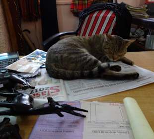 Im nächsten Leben werde ich Kater/Katze