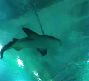 Aquarium / Oceanongrafic