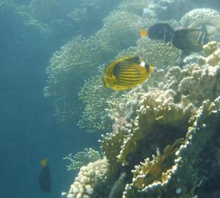 Schnorcheln Marsa Alam