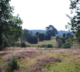Lüneburger Heide