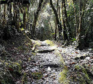 Podocarpus Nationalpark