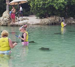 Rochenbecken in Discovery Cove Park