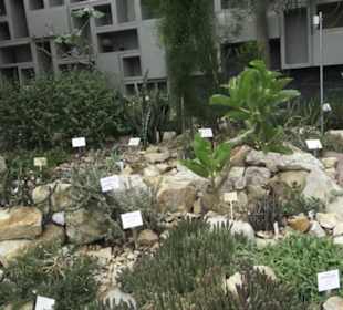 Wüstenpflanzen -  Alter Botanischer Garten