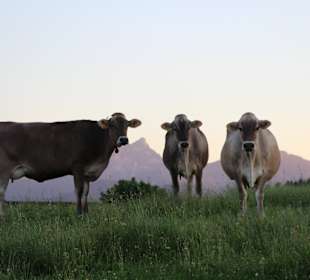 Wandern Rieden am Forggensee