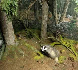 Diorama Waldlandschaft