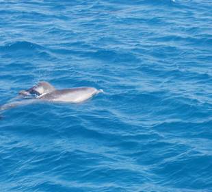 Delfine vom Boot aus