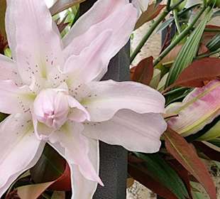 Die Blüten nah betrachtet