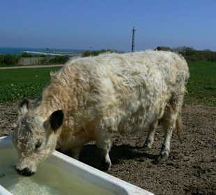 Weitere Inselbewohner