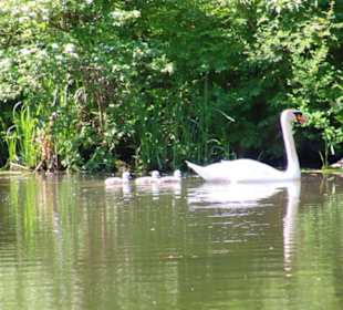 Schwanenfamilie im Schlossteich