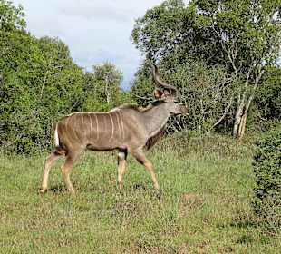 Großer Kudu