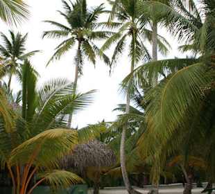 Isla Saona (Bacardi-Insel)