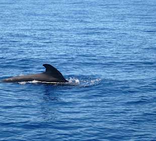 Delfine vor Playa de las Americas