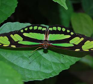 Schmetterling auf Blatt