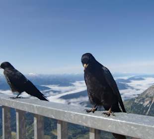 Im Restaurant am Dachstein