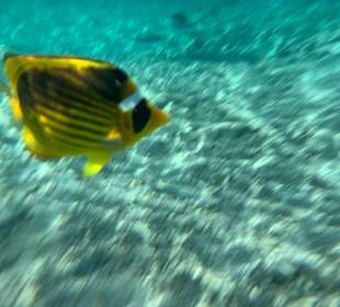 Schnorcheln Marsa Alam