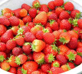 Strawberry Farm in Gyeongju