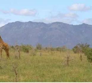 Giraffe vor den Taita Hills