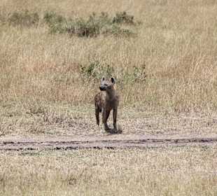 Masai Mara