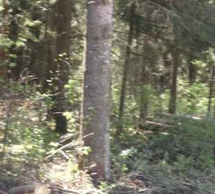 Waldlehrpfad an der Lauter