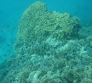 Schnorcheln im Roten Meer