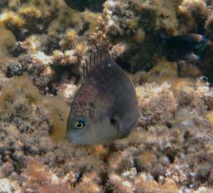 Schnorcheln Hurghada