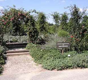 Gartenrosen
