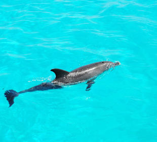 Dolphin Tour