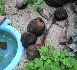 Kokosnüsse