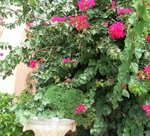 Die Flora