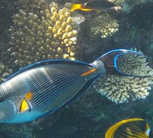 Schnorcheln Sharm el Sheikh