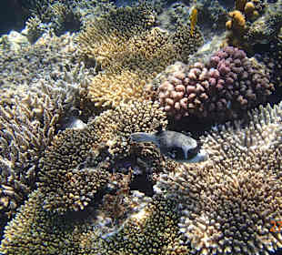 Korallen Riff mit Fisch