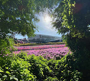 Emirates Dubai Miracle Garden