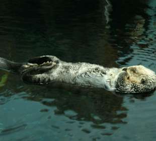 Otter im Wasser