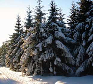 Winterwald