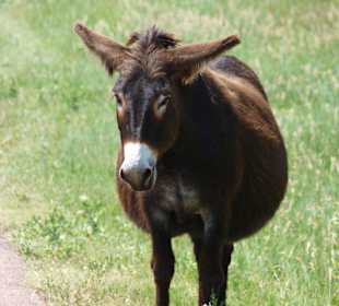 Wilde Esel im Custer State Park