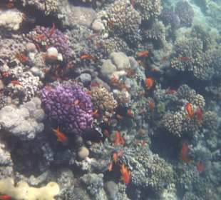 Schöne Unterwasserwelt am Hausriff