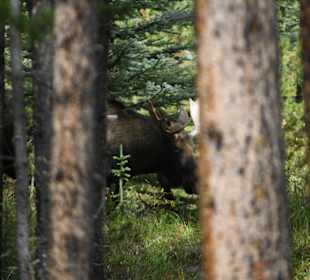 Auf dem Weg zum Maligne Lake