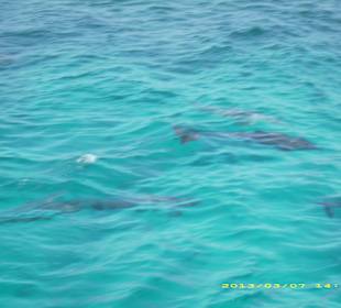 Tümmler at Dolphin House