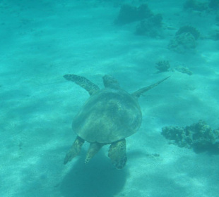 Eine Schildkröte am Hotelriff