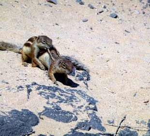 Am Strand von Costa Calma