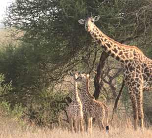Taita Hill Reservat