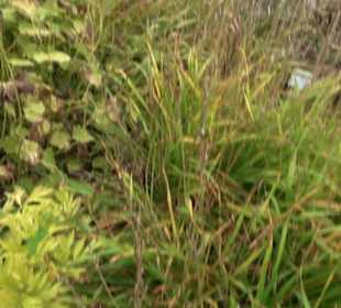 Alpinum