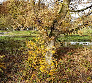 Blick vom Mühlenteich zur Forellenzucht Angelteich