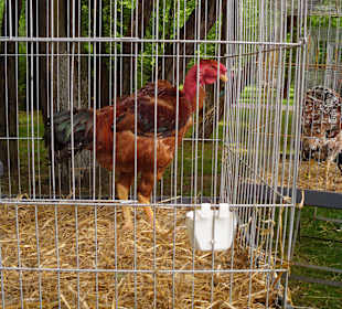 Hahnaustellung im Park