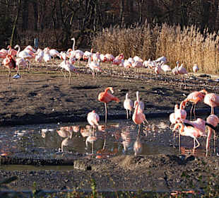 Flamingos