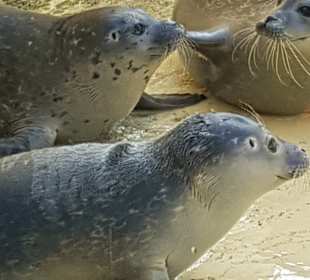 Seehundaufzuchtstation Norden
