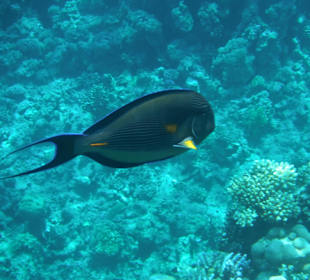 Fisch