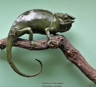 Exponate des Naturkundemuseums